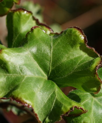 Mehr als ungewöhnlich, Hedera helix 'Melanie'.