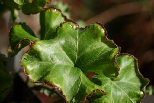 Mehr als ungewöhnlich, Hedera helix 'Melanie'.