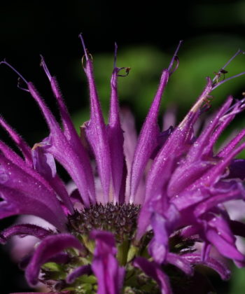 Monarda x ‚Huckleberry’ zeigt einen spannenden Farbton.
