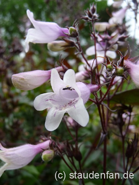 Der Bartfaden Penstemon digitalis 'Husker's Red' blüht reichlich und schön.