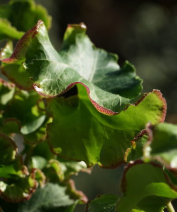 Typisch für Hedera 'Melanie' ist der starke rote Rand der Blätter.