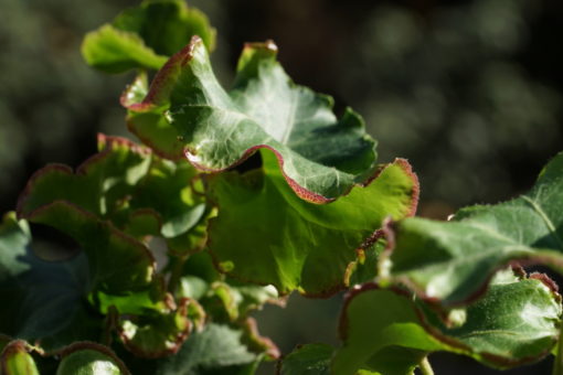 Typisch für Hedera 'Melanie' ist der starke rote Rand der Blätter.