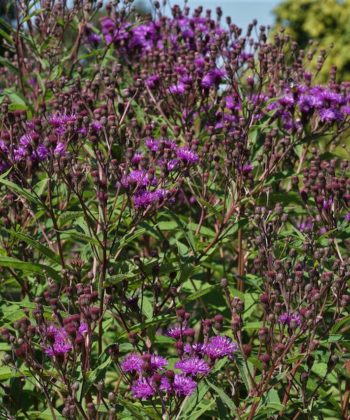 Vernonia noveboracensis ist eine stattliche Staude.