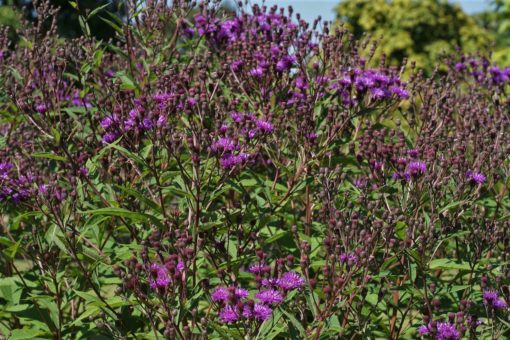 Vernonia noveboracensis ist eine stattliche Staude.