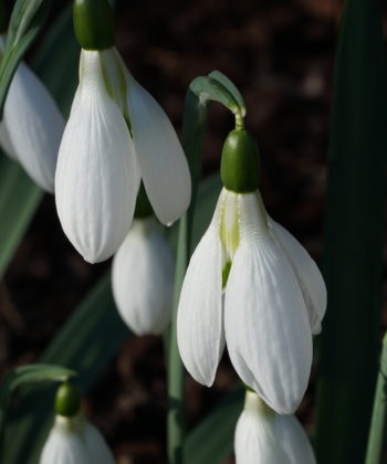 Ein üppiger Horst des Schneeglöckchens Galanthus x 'Peardrop'.
