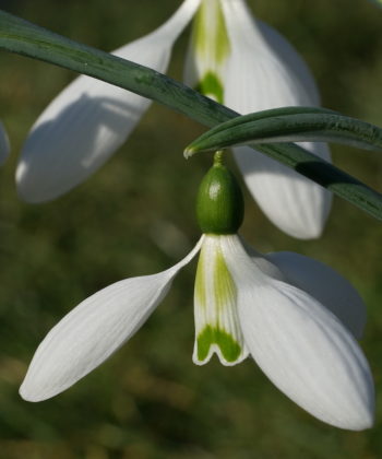 Galanthus x 'Peardrop' stammt wie viele Schneeglöckchensorten aus England.
