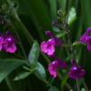 Salvia muelleri ist hier in der Gartenkultur noch unbekannt.