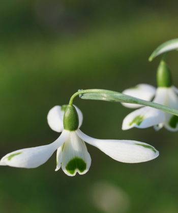 Das Galanthus x 'Trumps' kann nichts für seinen Namensvetter.