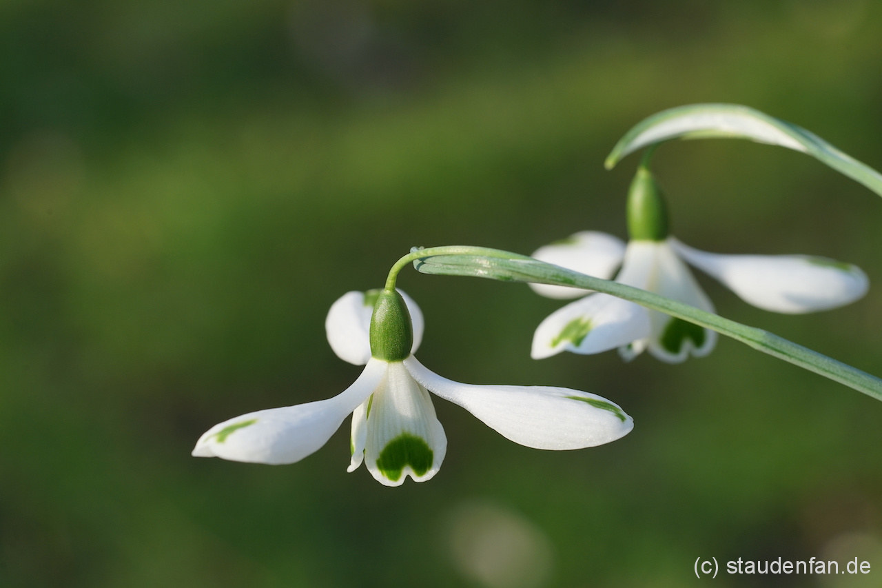 Das Galanthus x 'Trumps' kann nichts für seinen Namensvetter.