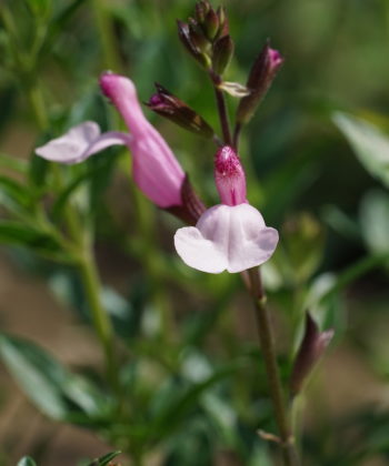 Salvia 'Dyson's Joy' ist eine sehr kompakte Sorte.