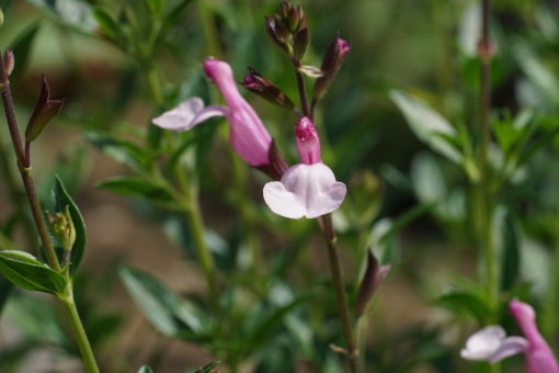 Salvia 'Dyson's Joy' ist eine sehr kompakte Sorte.