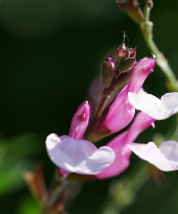 Salvia 'Dyson's Joy' stammt aus England.