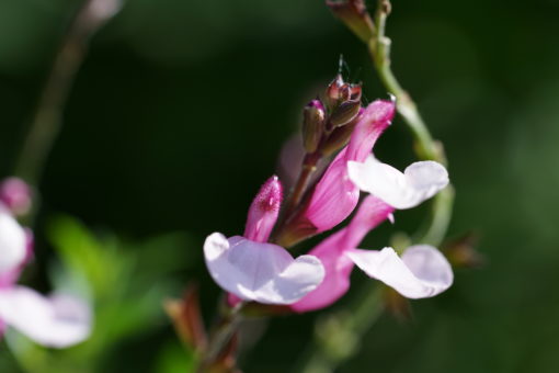 Salvia 'Dyson's Joy' stammt aus England.