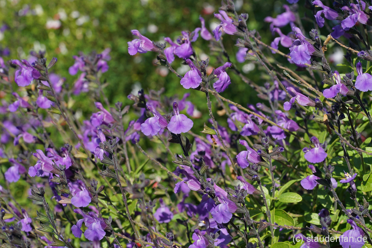 Salvia 'Mesa Azure' blüht überreich.