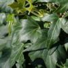 Hedera helix 'Irish Lace', ein besonderes Gartenefeu.