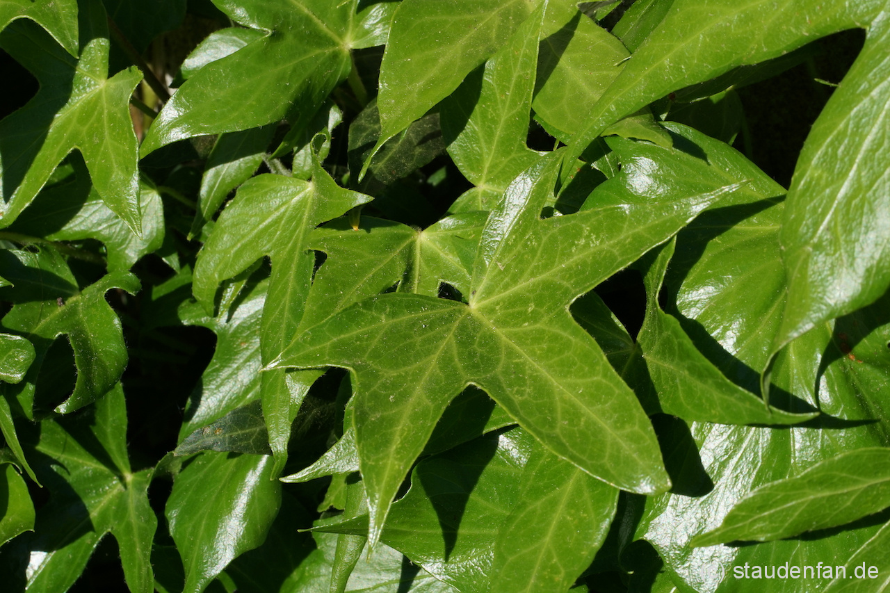 Hedera helix 'Irish Lace' zeigt helleres Laub als viele andere Sorten.