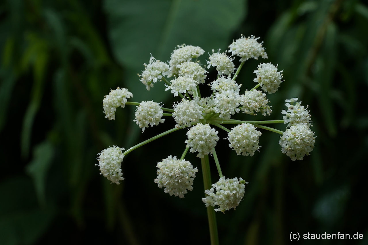 Angelica arguta CWAH201760 vom Smith River in Nordkalifornien.