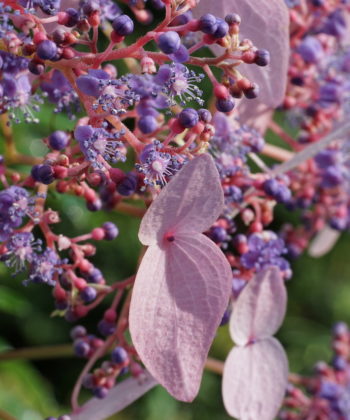 Cardiandra formosana 'Hsitou Splendour' besitzt große sterile Scheinblüten aus sogenannten Hochblättern.