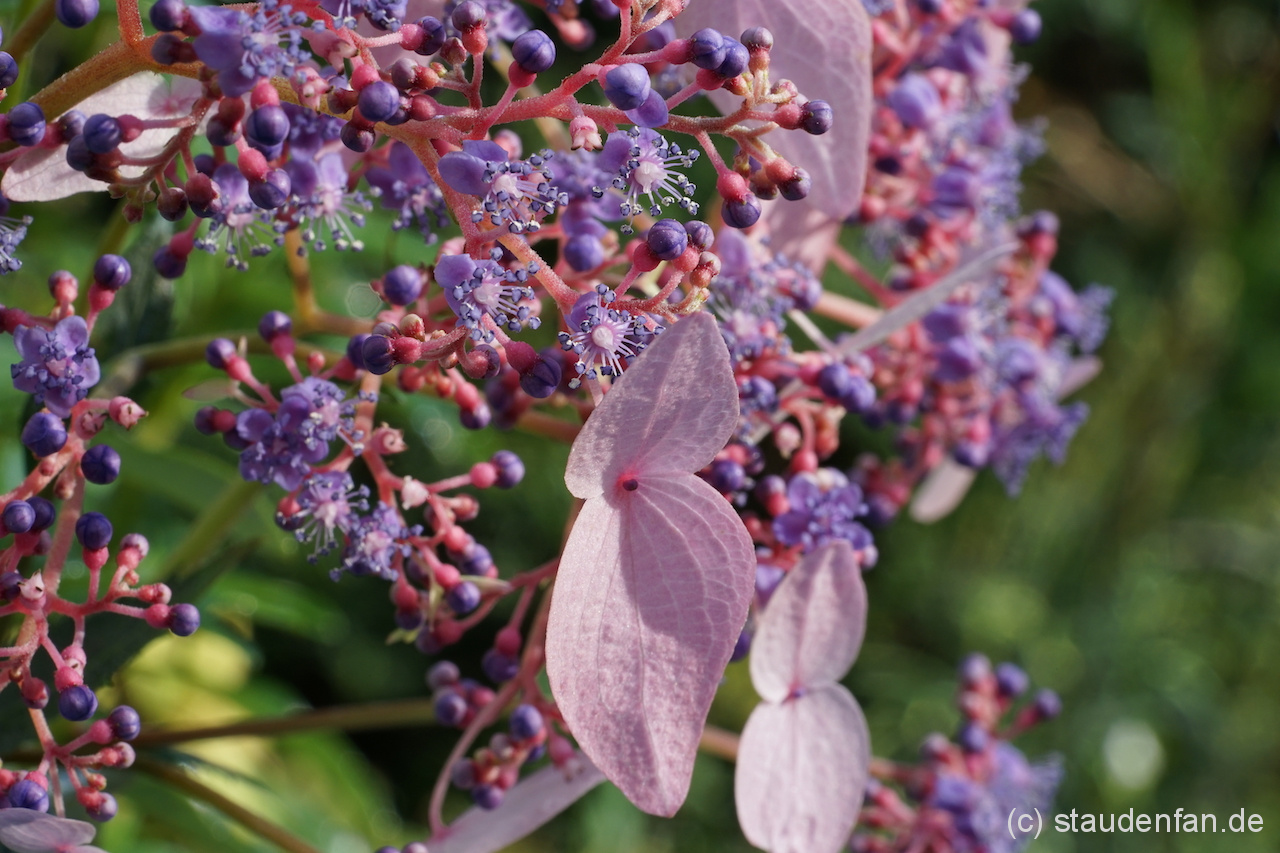 Cardiandra formosana 'Hsitou Splendour' besitzt große sterile Scheinblüten aus sogenannten Hochblättern.