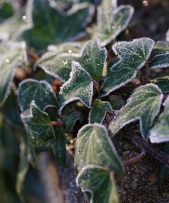 Das Winterbild von Hedera helix 'Irish Lace'.