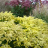 Solidago 'Loysder Crown' in einer Beetsituation.