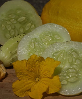 Cucumis sativus 'Miniature White' ist eine sehr kompakte Gurkensorte.