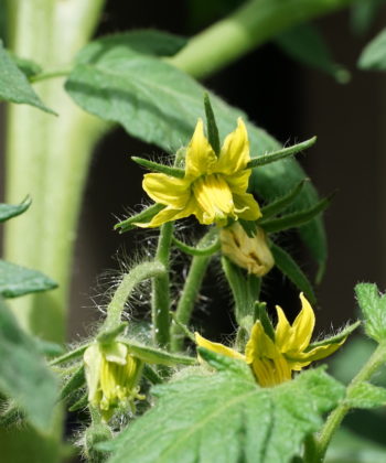 Die Blüten der Fleischtomate 'Tennessee Surprise'.