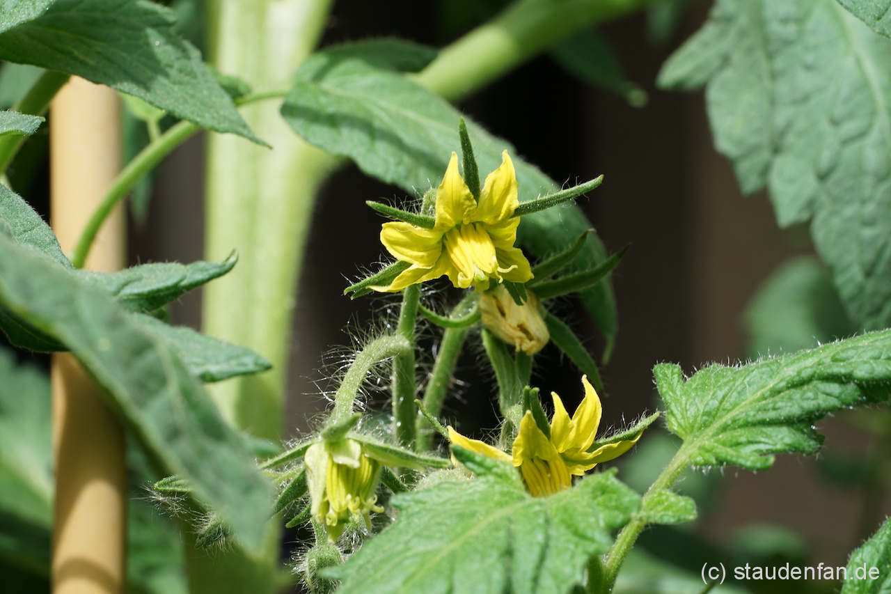 Die Blüten der Fleischtomate 'Tennessee Surprise'.