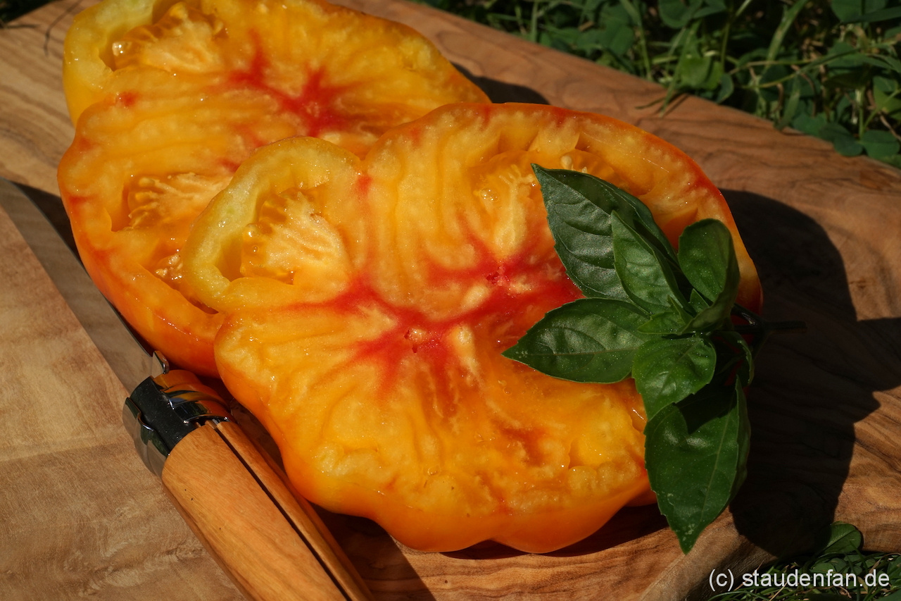 Die Fleischtomate 'Tennessee Surprise' wurde nur durch Zufall entdeckt.