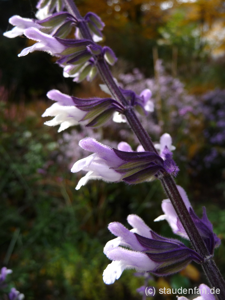 Die Blütezeit von Salvia 'Phyllis Fancy' erstreckt sich von Juli bis zum ersten Frost.