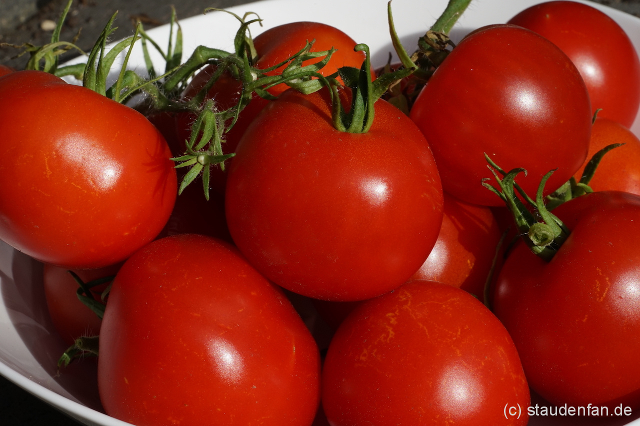 Die Stabtomate 'Dansk Eksport' ist auch unter dem Namen 'Dänische Export' bekannt.