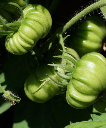 Die noch grünen Früchte der Tomate 'Leo Minusinsky'.