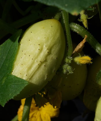 Die noch jungen Früchte der Gurke 'Miniature White'.