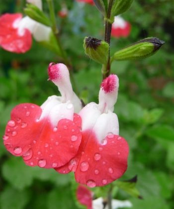Durch die variable Färbung besonders lebendig Salvia micophylla 'Hot Lips'.