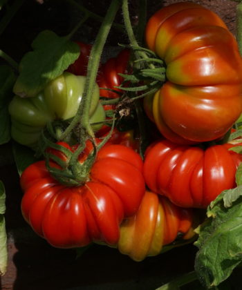 'Leo Minusinsky' ist eine sehr reichtragende Tomatensorte.