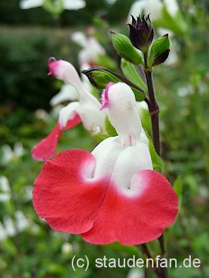 Salvia microphylla 'Hot Lips'.