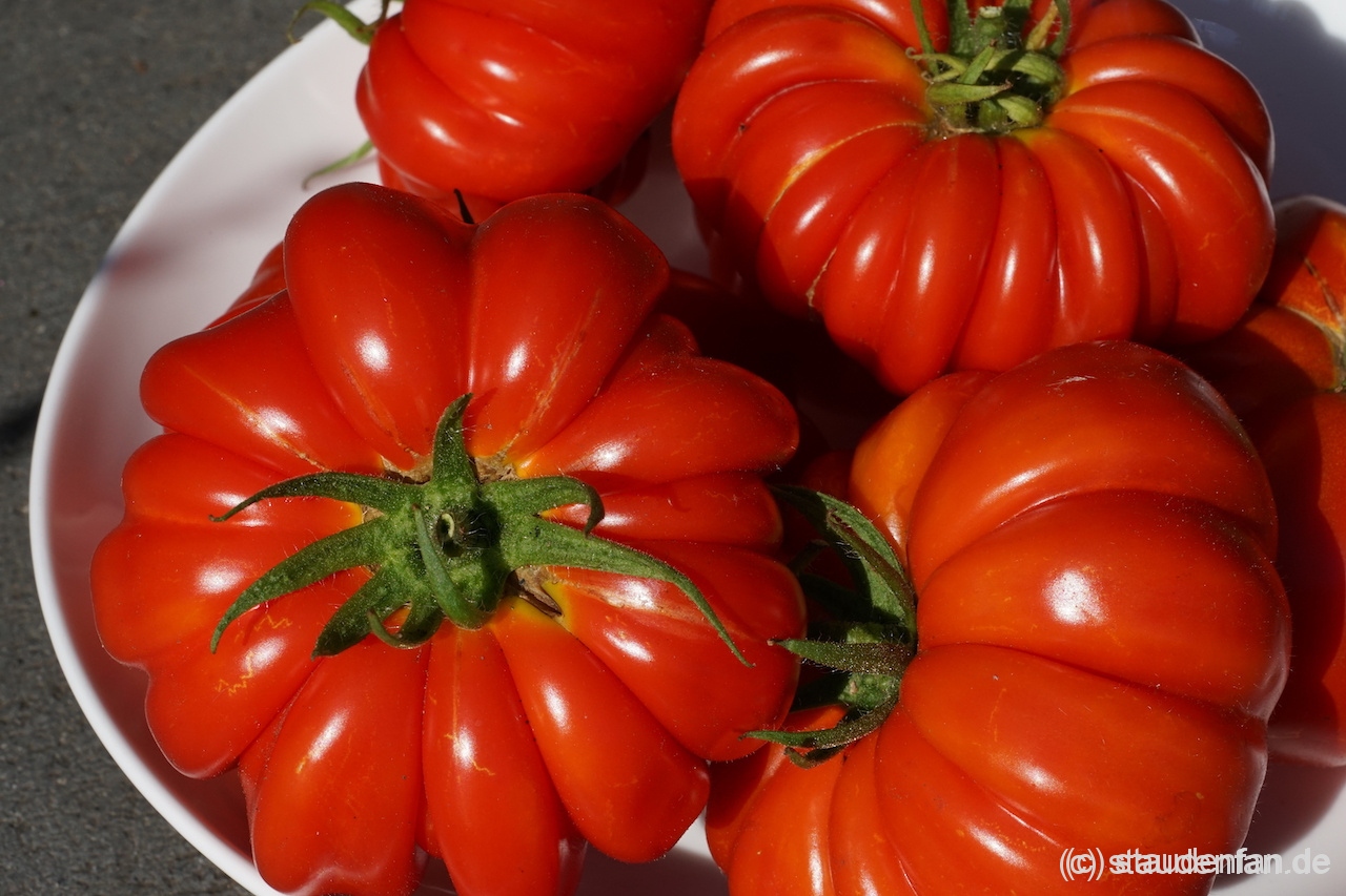 Tomate 'Leo Minusinsky'.