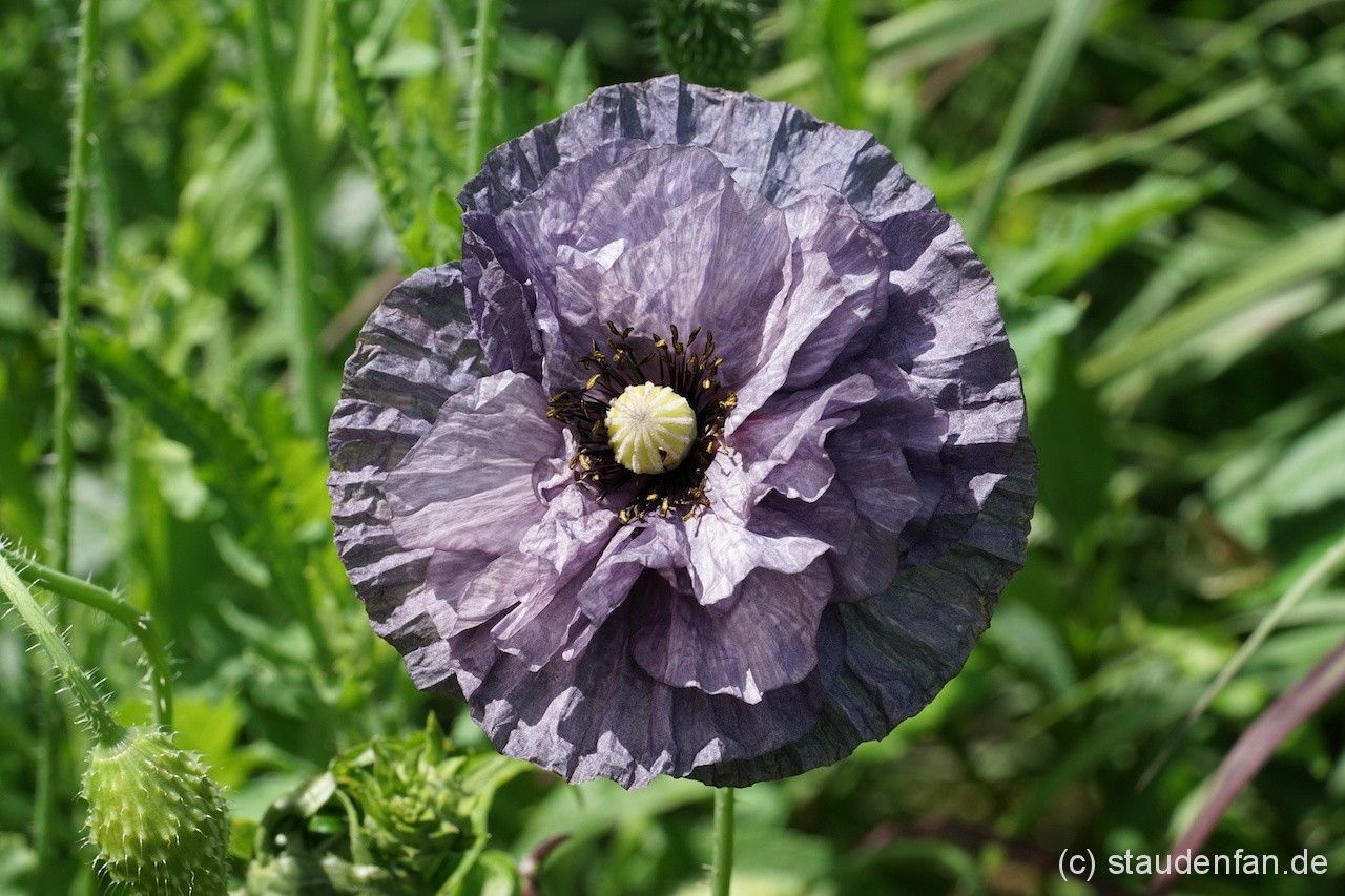Papaver rhoeas 'Amazing Grey', der ungewöhnliche Klatschmohn.