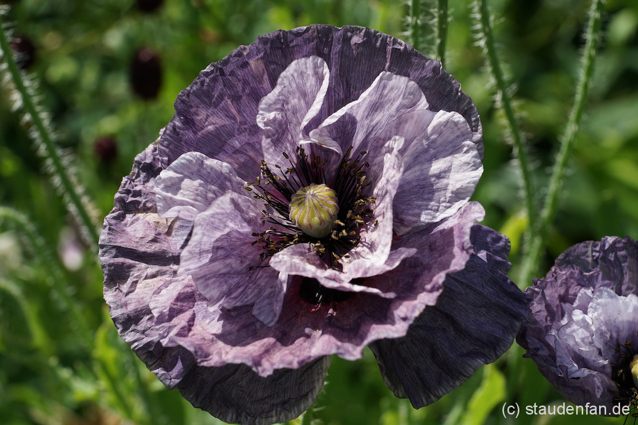 Papaver rhoeas 'Amazing Grey' kann auch in einem großen Kübel gezogen werden.