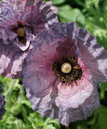 Papaver rhoeas 'Amazing Grey' zeigt zur Blütenmitte hin pflaumenfarbene Töne.