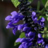 Der Salbei Salvia 'Costa Rica Blue' besitzt sehr große und bei Bienen beliebte Einzelblüten.