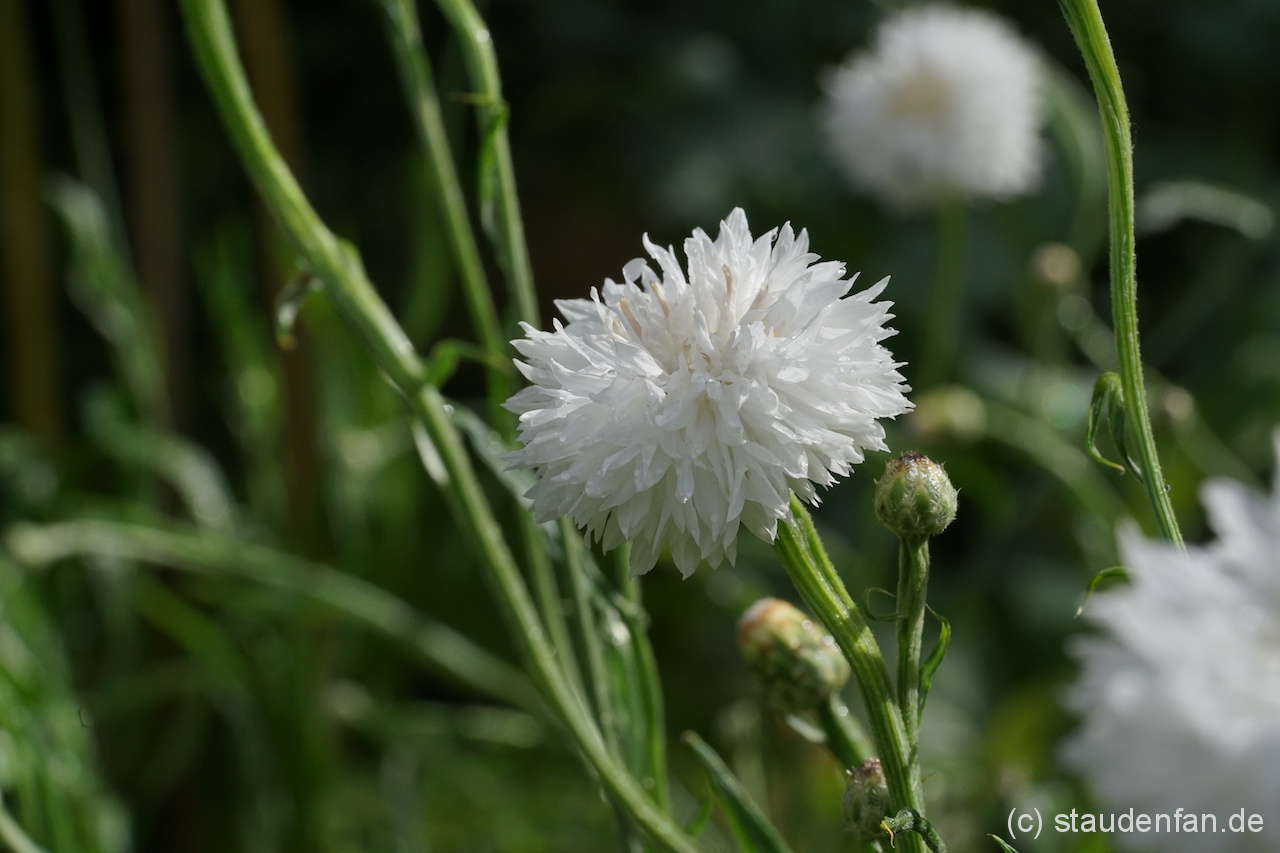 Centaurea cyanus 'Snowman' ist eine weiße Auslese der Kornblume.