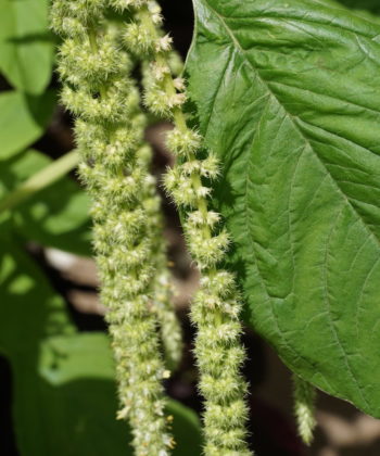 Die Anzucht von Amaranthus caudatus var. viridis gelingt leicht.