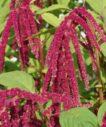 Ein Evergreen im Garten: Amaranthus caudatus.