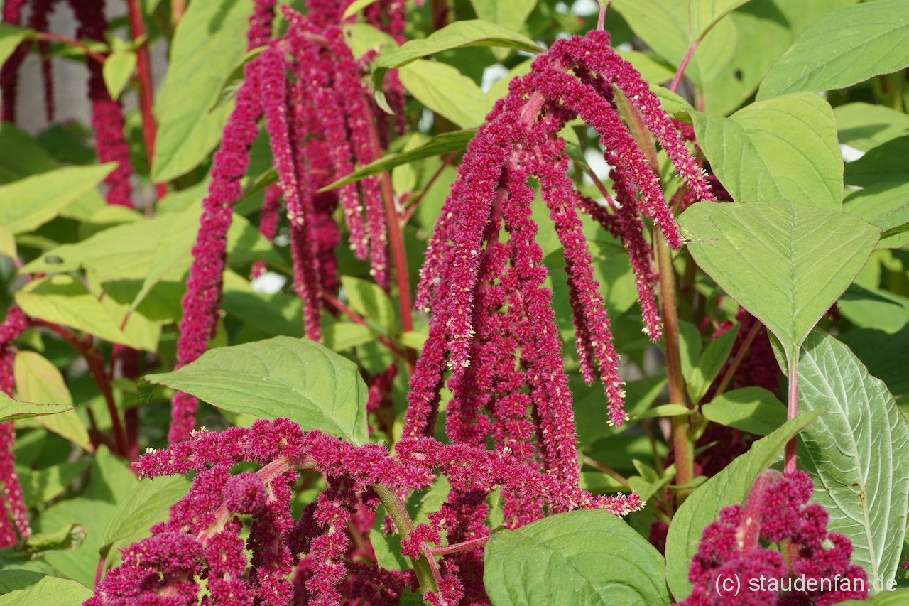 Ein Evergreen im Garten: Amaranthus caudatus.