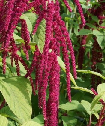 Amaranthus caudatus ist unter dem Namen Garten-Fuchsschwanz sicherlich vielen Gärtnern ein Begriff.