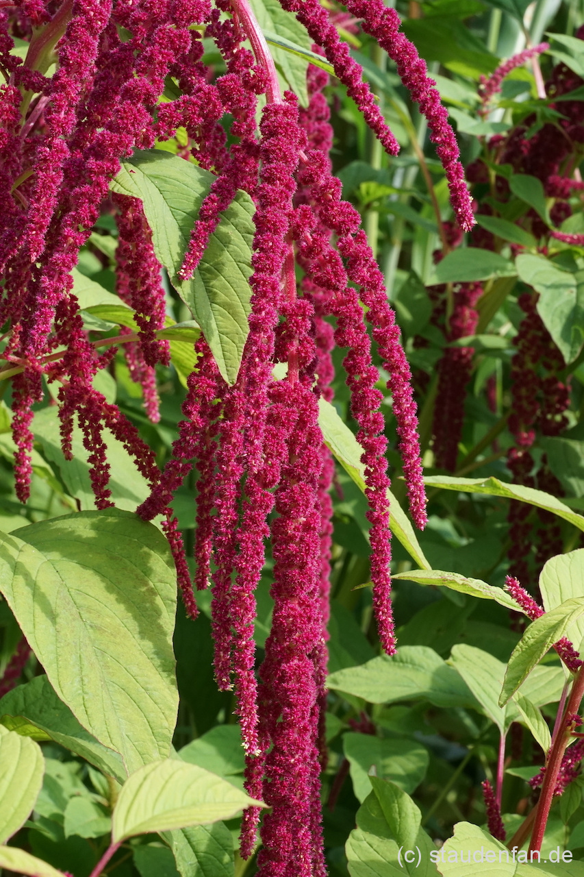 Amaranthus caudatus ist unter dem Namen Garten-Fuchsschwanz sicherlich vielen Gärtnern ein Begriff.