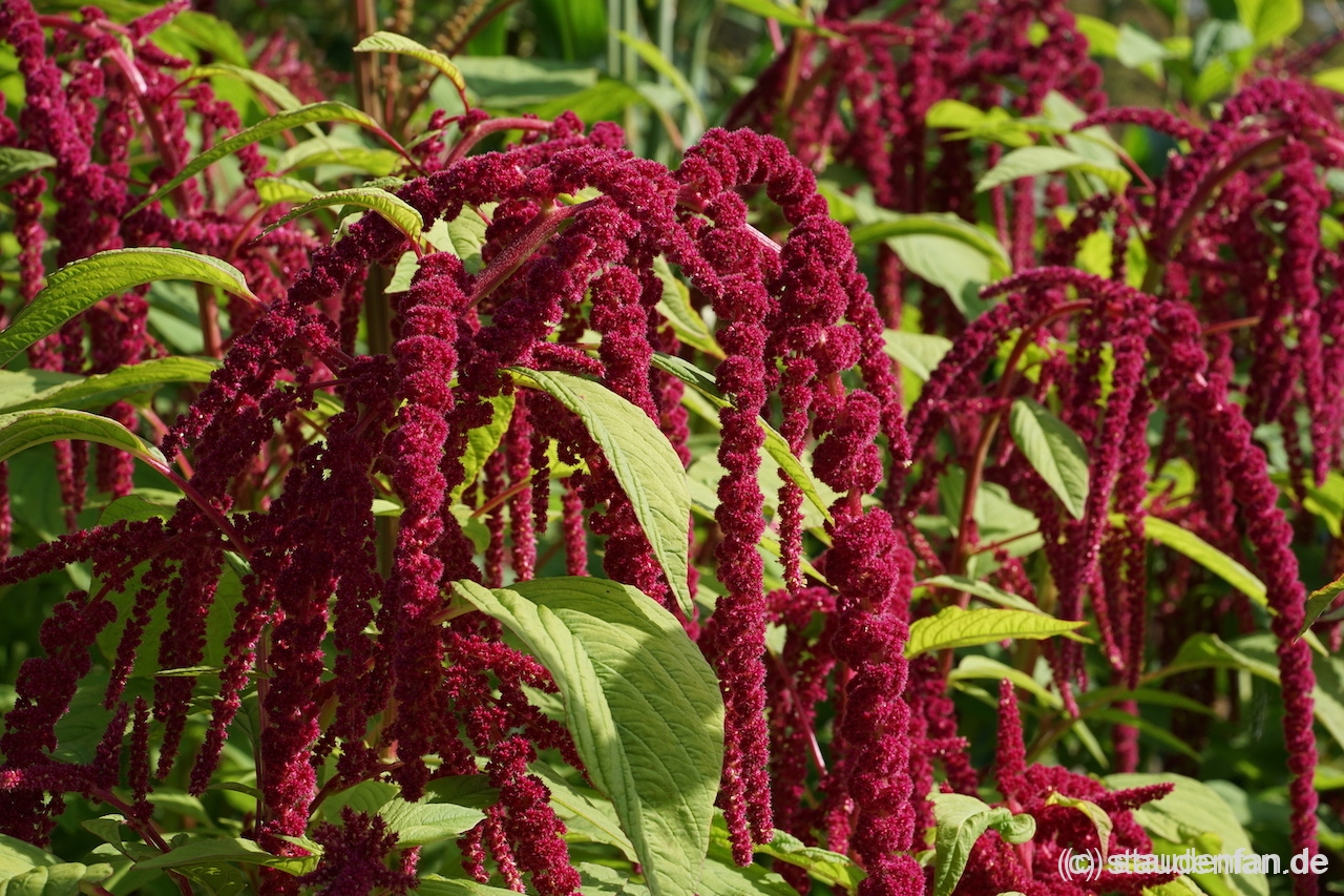 Der Garten-Fuchsschwanz (Amaranthus caudatus) bereichert über Monate das Beet.