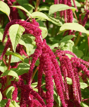 Der Garten-Fuchsschwanz (Amaranthus caudatus) besitzt ein tiefrote Farbe.