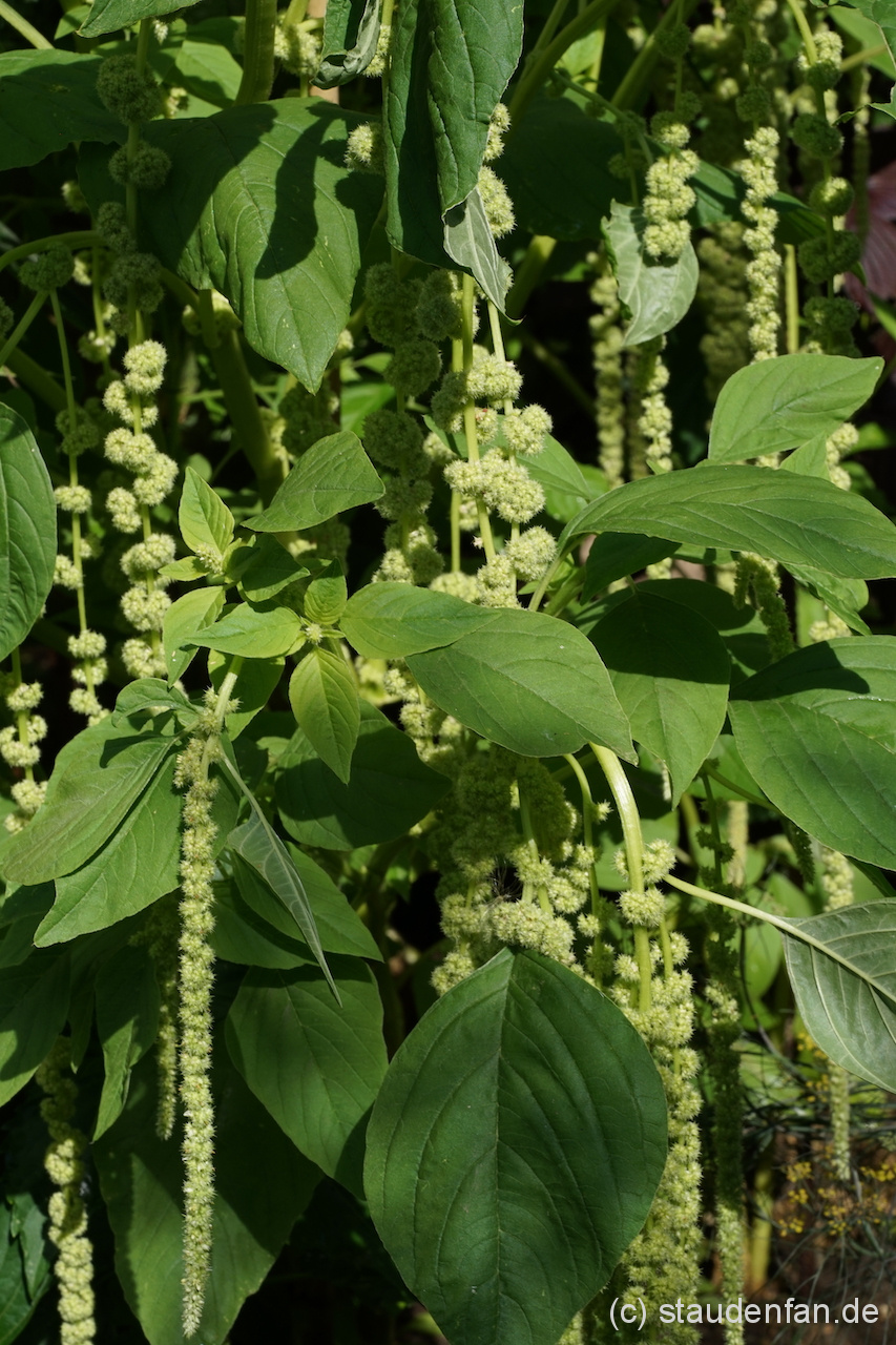Amaranthus caudatus var. viridis beginnt im Juli mit der Blüte.